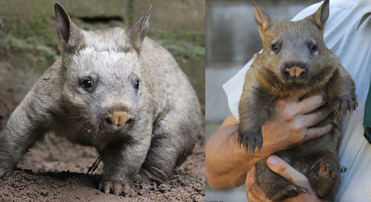 Taronga’s new Southern Hairy-nosed Wombat joey, Kibbar.