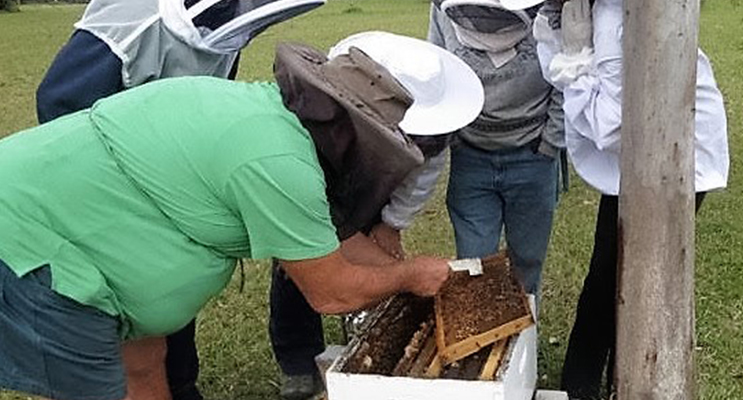 BUZZING BEES: Club members examine bee frames