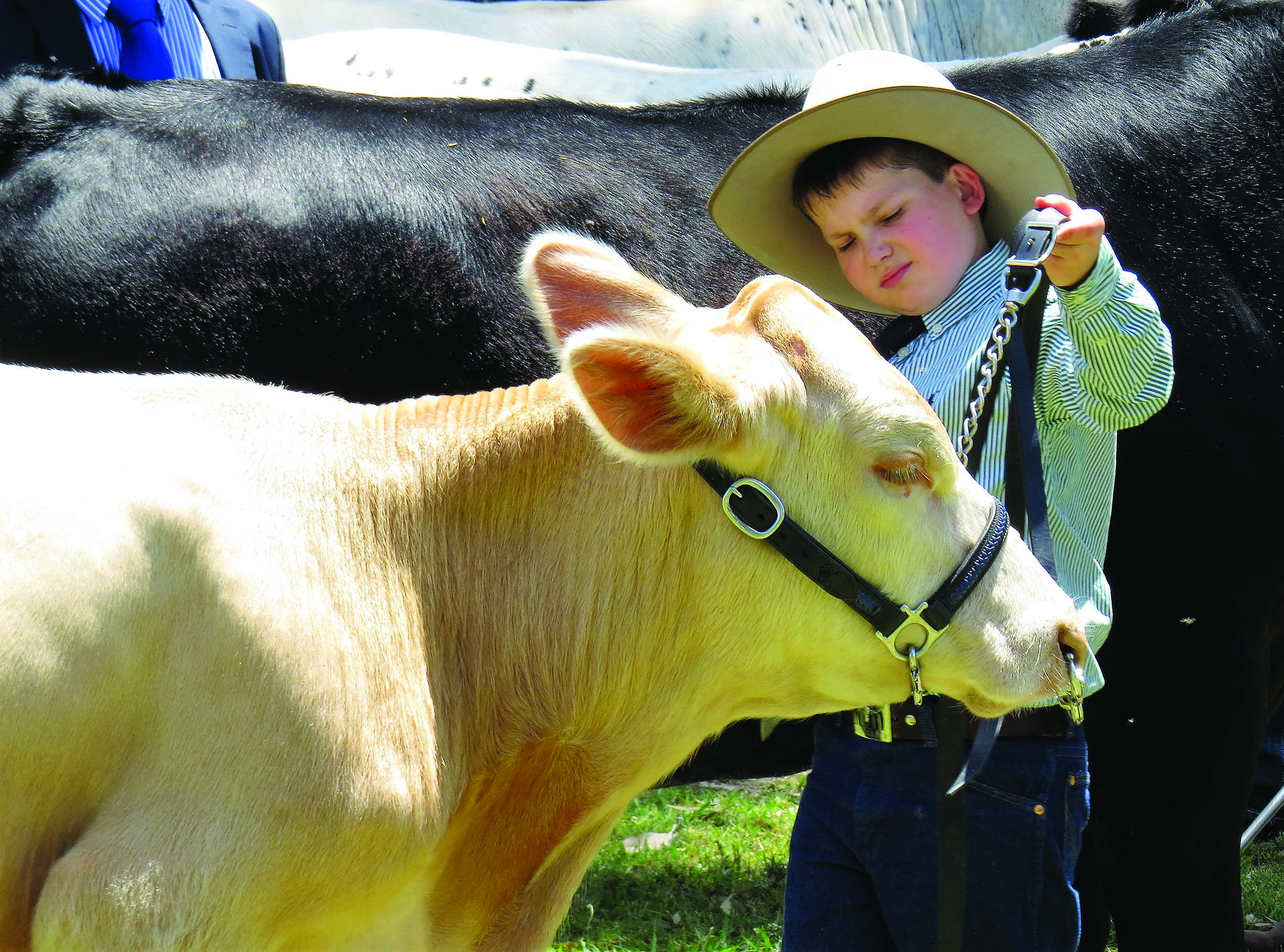 COMPETITION: Eight-year-old Hamish McLaren with ‘Calfie’ the steer