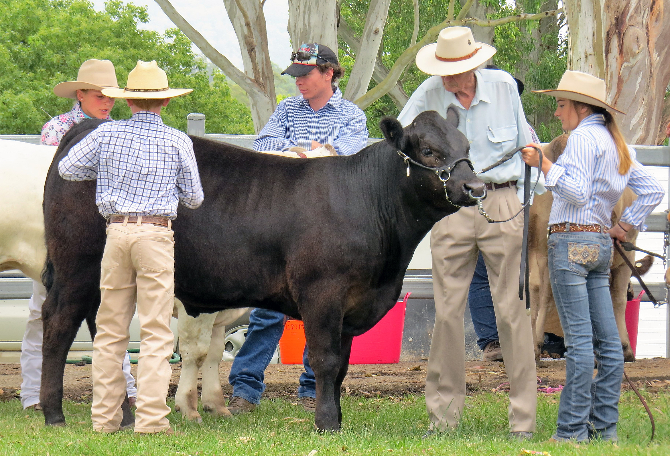 ON SHOW: Beef cattle judging at the 2015 Bulahdelah Show.