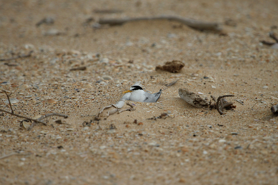Little Terns are quite difficult to spot in their chosen nesting spots. Photo provided by Ann Lindsey, Hunter Birds Observers Club