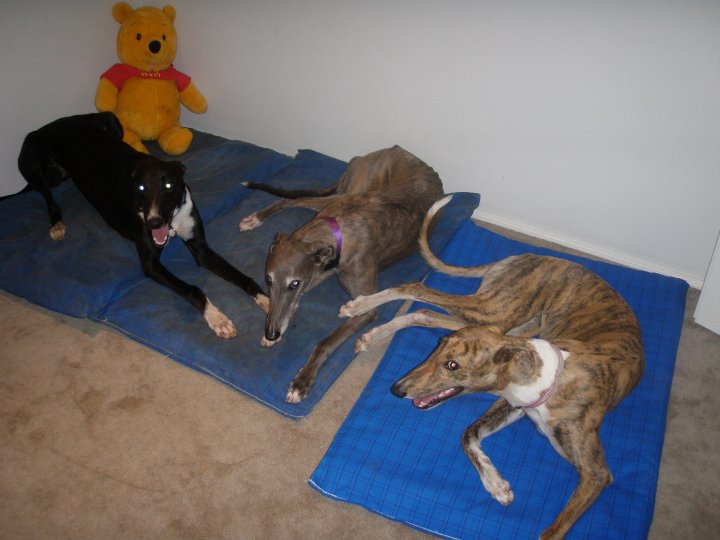 Neddy and Gemma (greyhounds) in a photo taken with their rescue sister Mootha in 2010. 