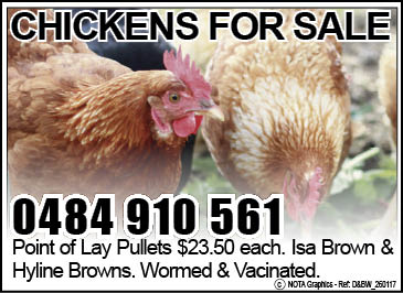 Chickens For Sale