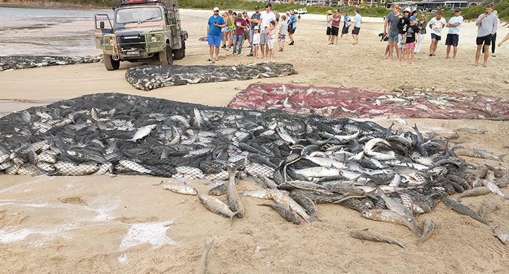 Commercial fisherman with their nets on Fingal Beach attracted a huge crowd on Saturday, during this season’s mullet run. Photos courtesy of Prue Bamford