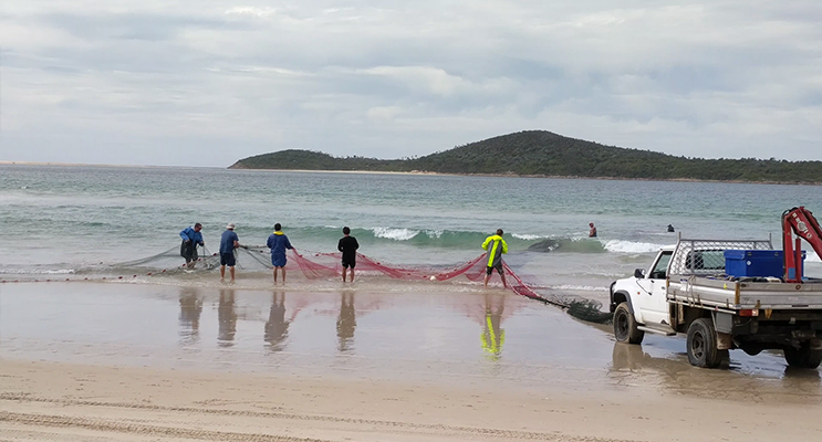 Commercial fisherman with their nets on Fingal Beach attracted a huge crowd on Saturday, during this season’s mullet run. Photos courtesy of Prue Bamford