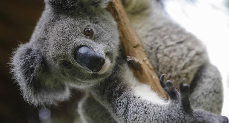 Koalas look cute and cuddly, but can become stressed if approached by humans.