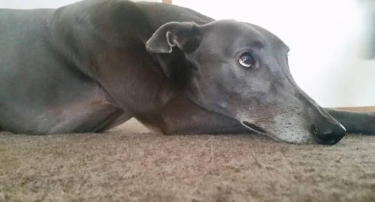 Buddy relaxing, a typical pose of the greyhound.