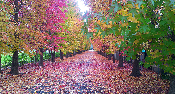 ‘Autumn in Medowie’ by Rod Daniels. Photo Supplied