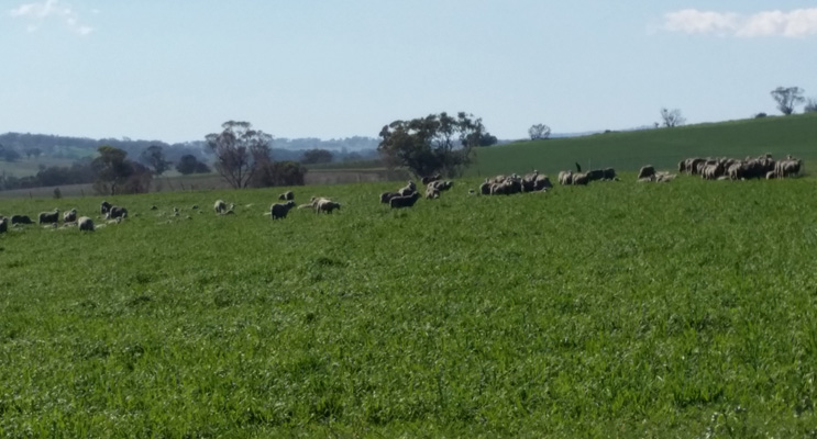DUNEDOO: Livestock moving to greener pastures.