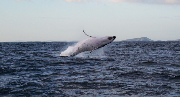Humpback whale breaching. Image by Megan Canton Photography taken on an Imagine whale watching cruise