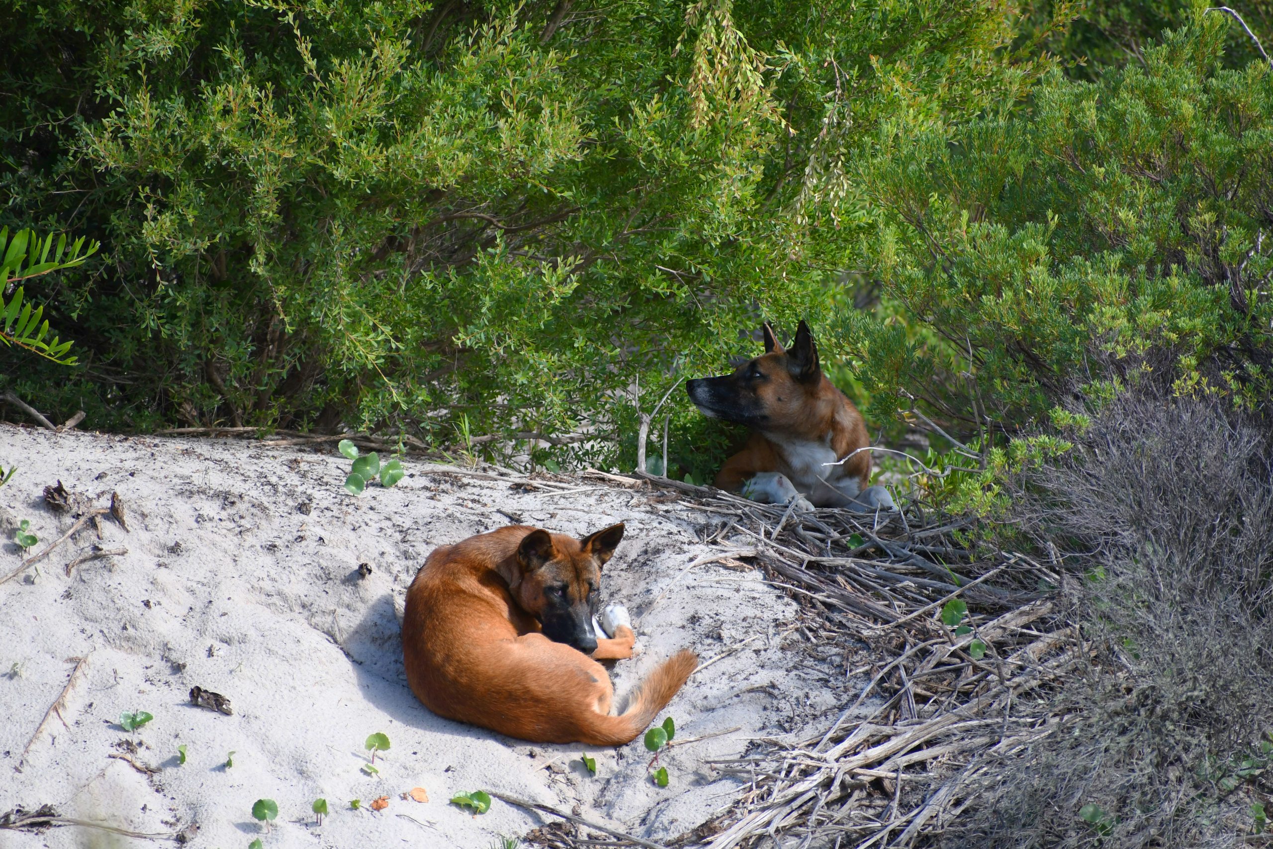 Dingo Danger in Jimmy’s Beach News Of The Area